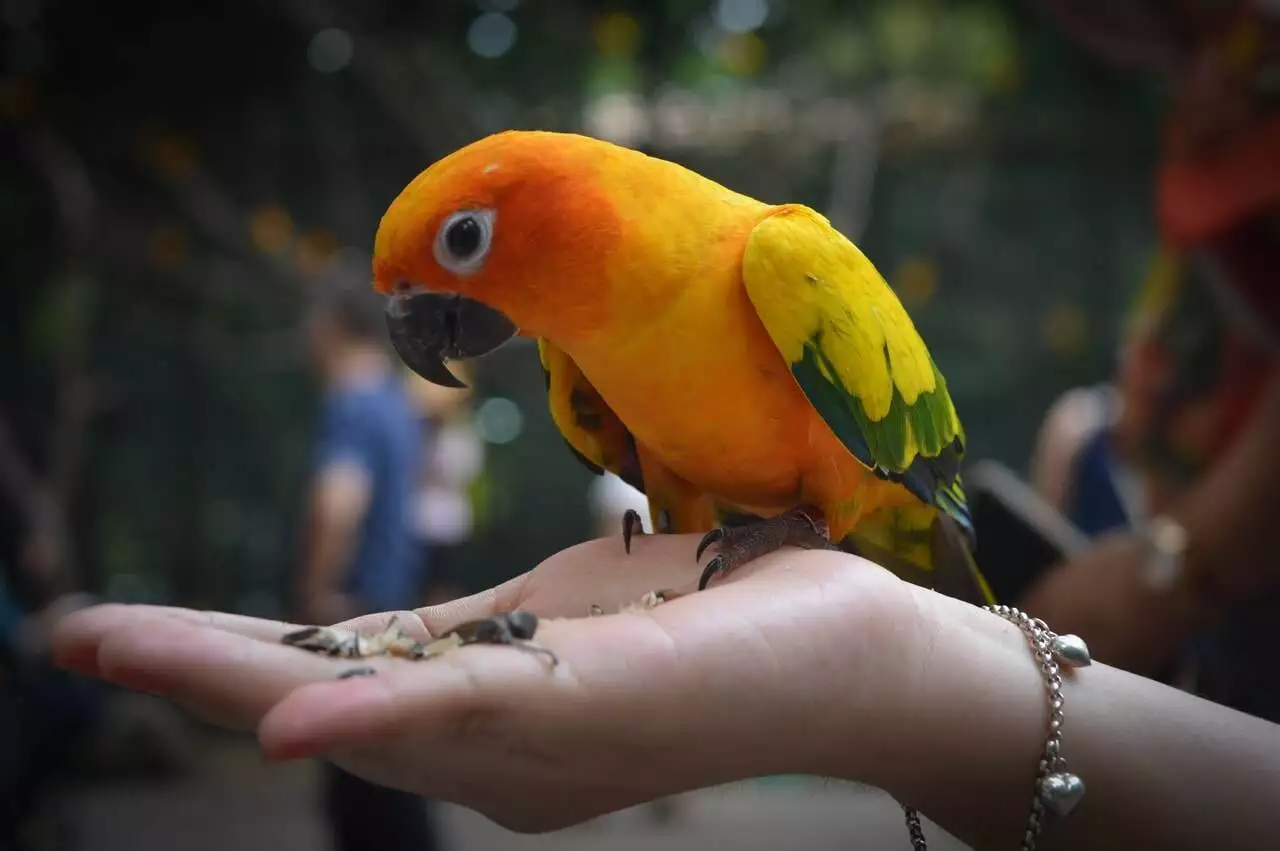 Where the Wild Wings Wander: Chasing Birds Across Seasons